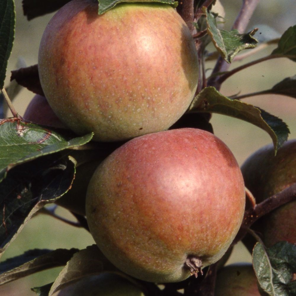 apple 'Dabinett'