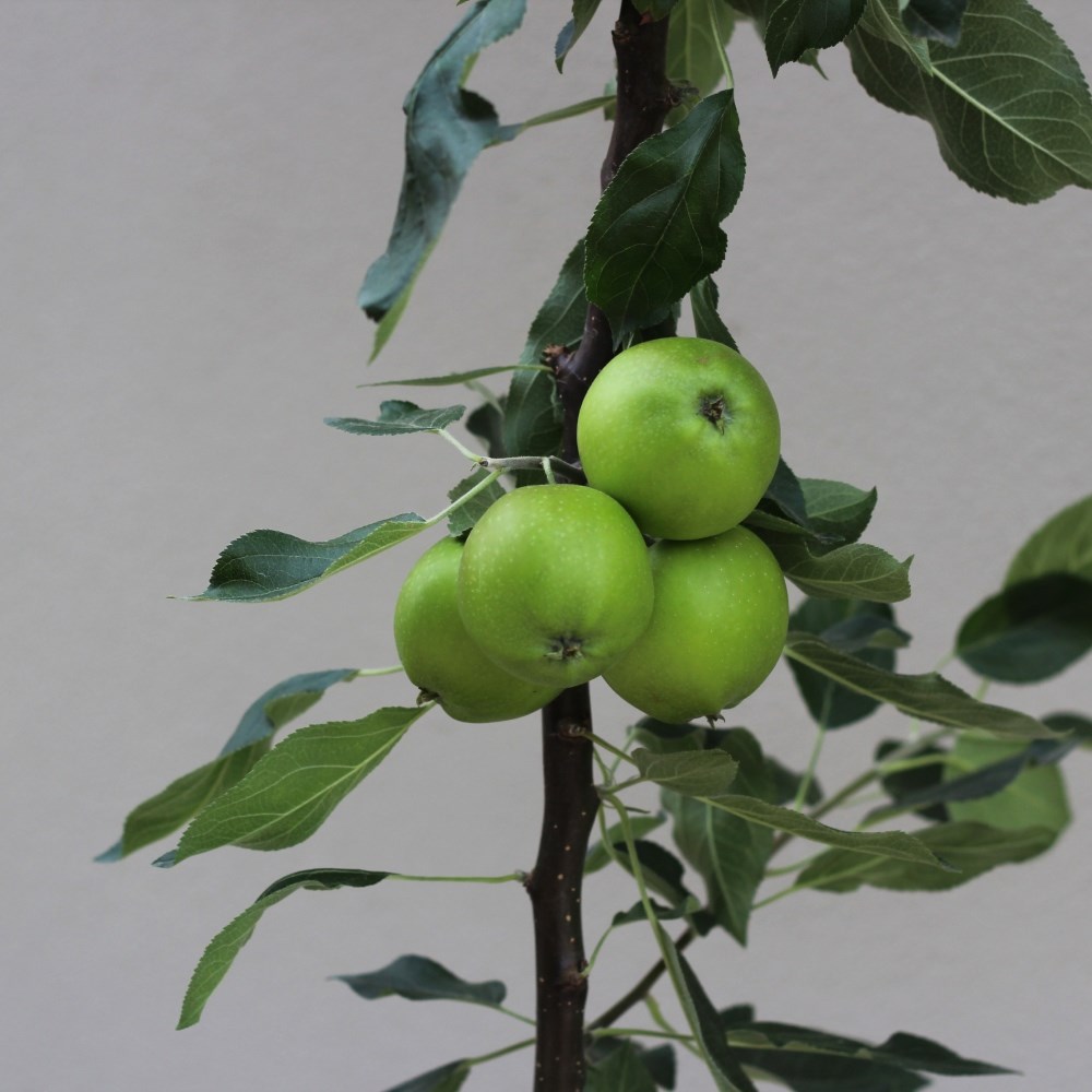 apple 'Discovery'