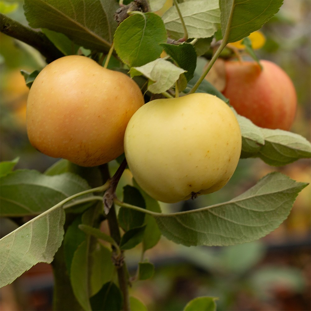 apple 'Surprize'