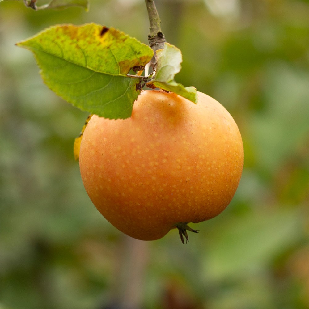 apple 'Surprize'