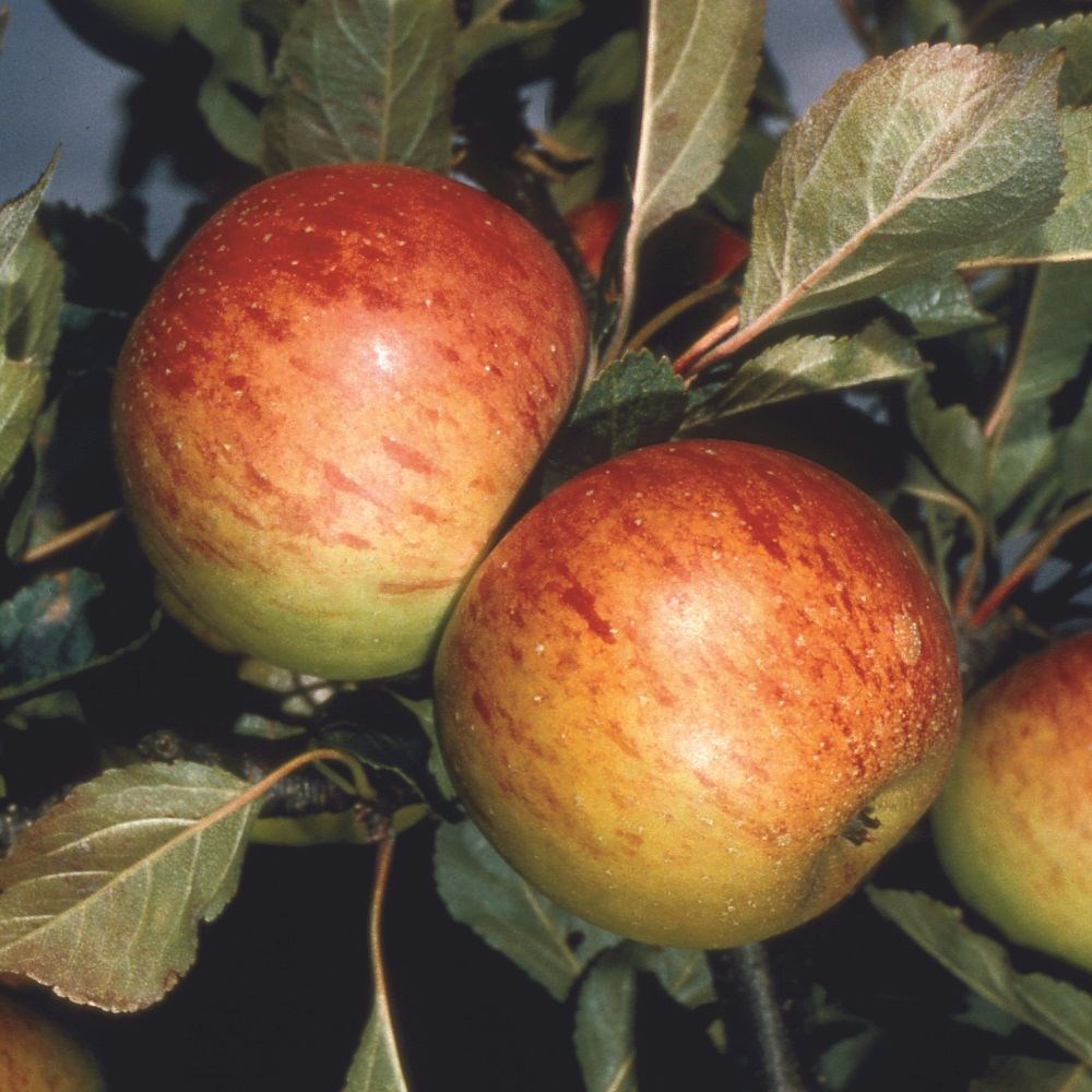 apple 'Sunset'