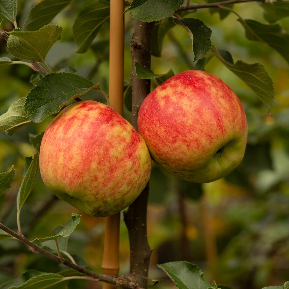 apple 'Gala'
