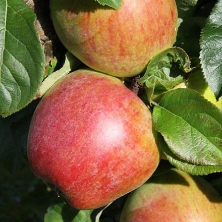 apple Howgate Wonder