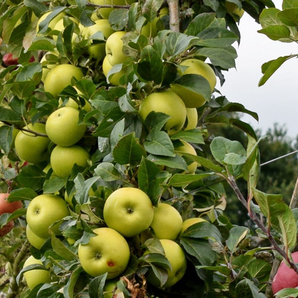 apple 'Limelight'