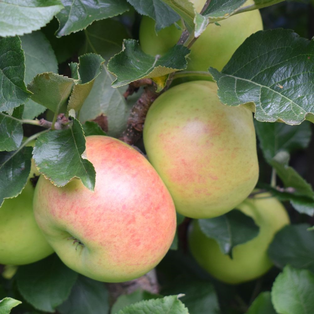 apple 'Newton Wonder'