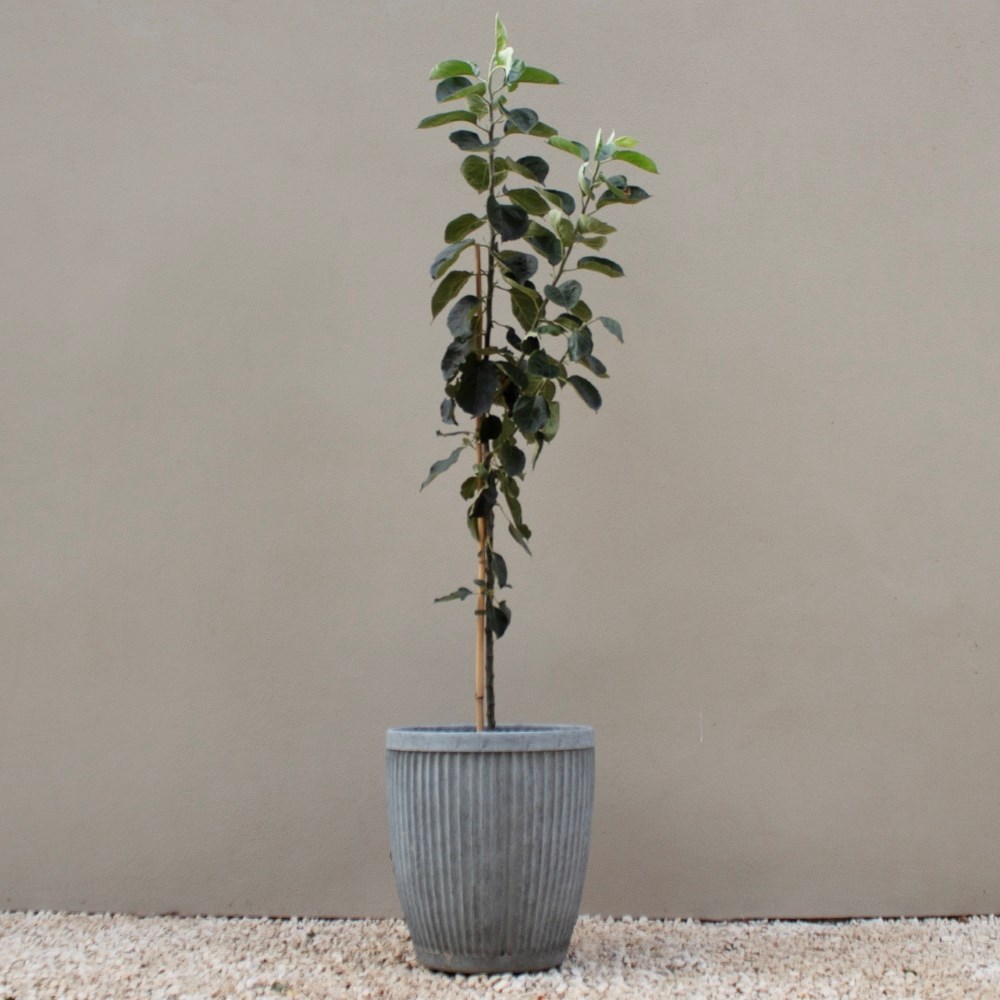 apple 'Bramley's Seedling'