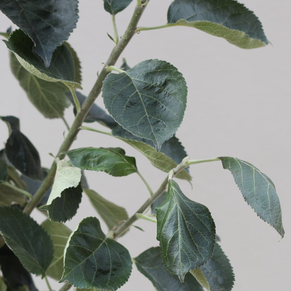 apple 'Bramley's Seedling'