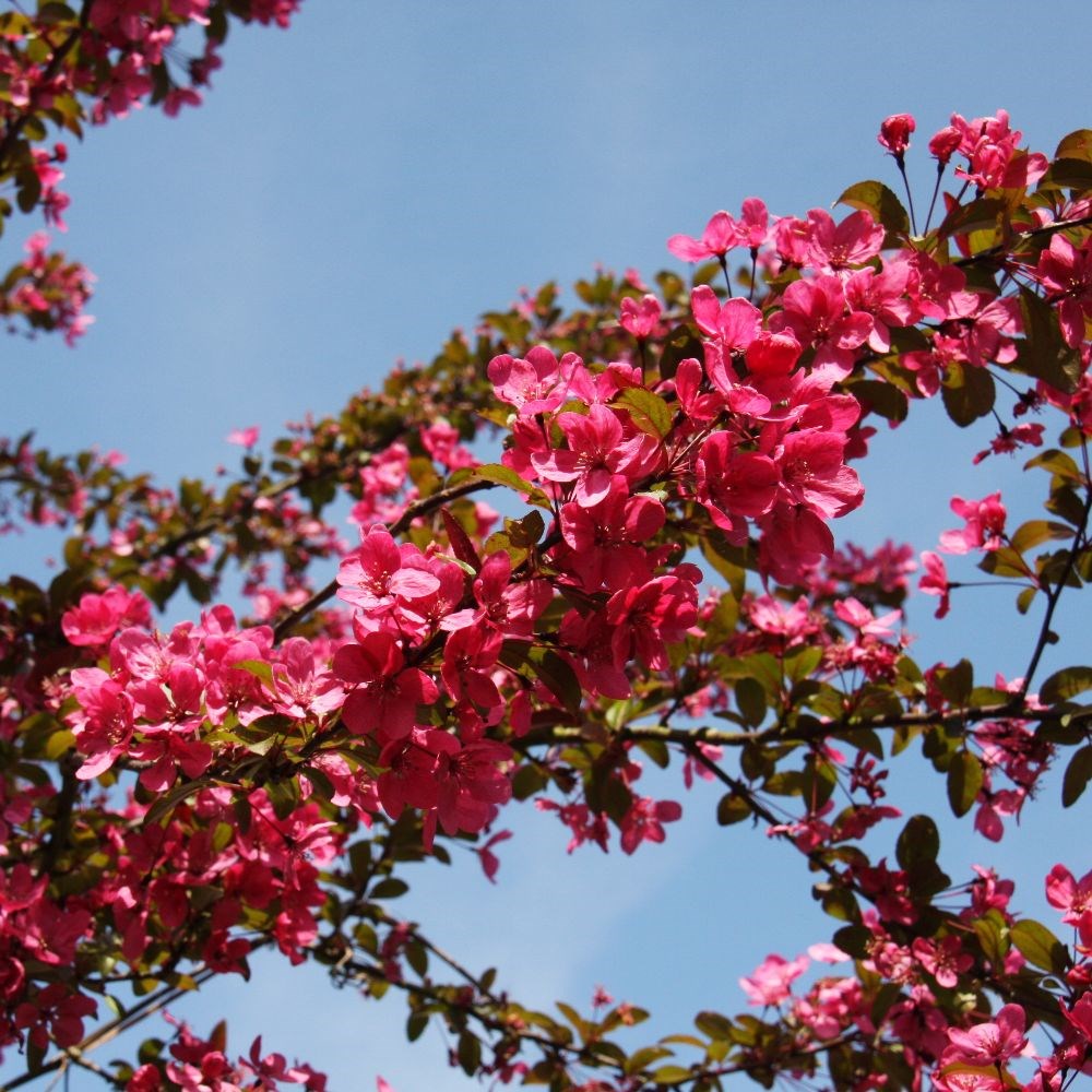 <i>Malus</i> 'Prairie Fire'