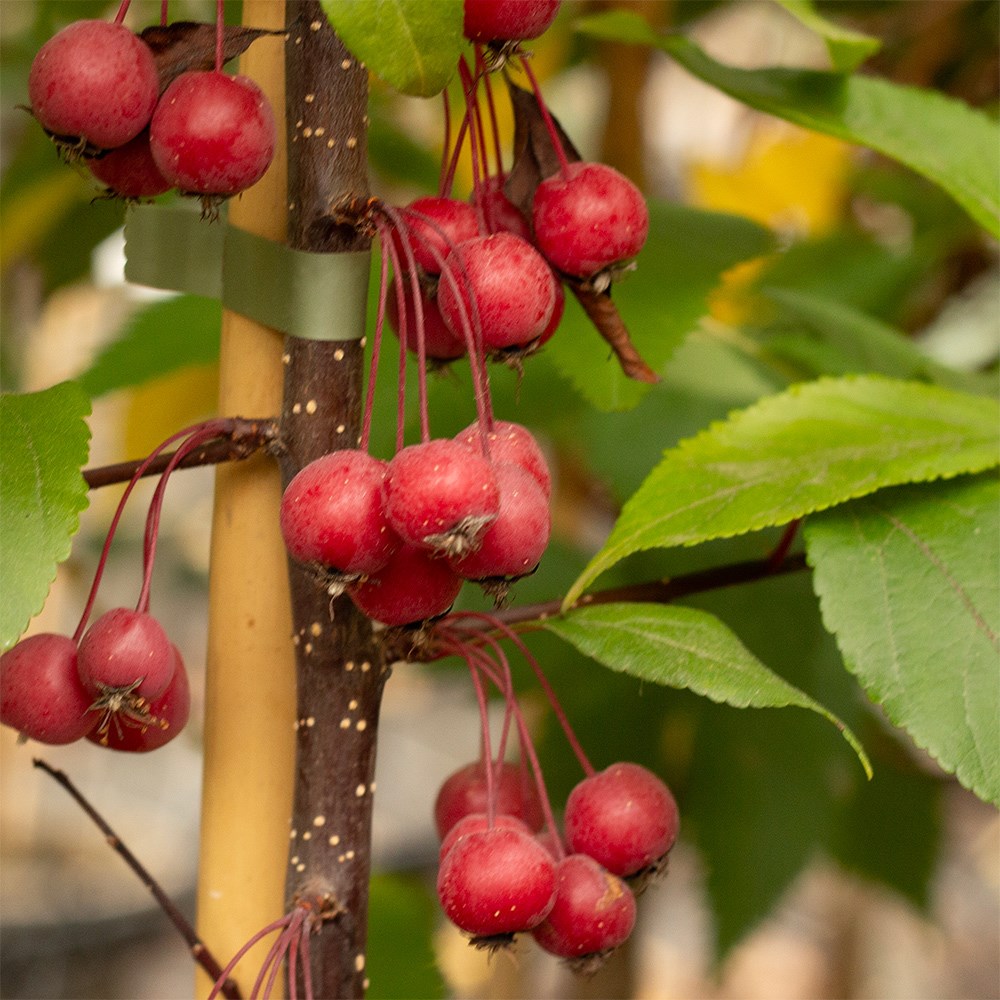 <i>Malus</i> 'Prairie Fire'