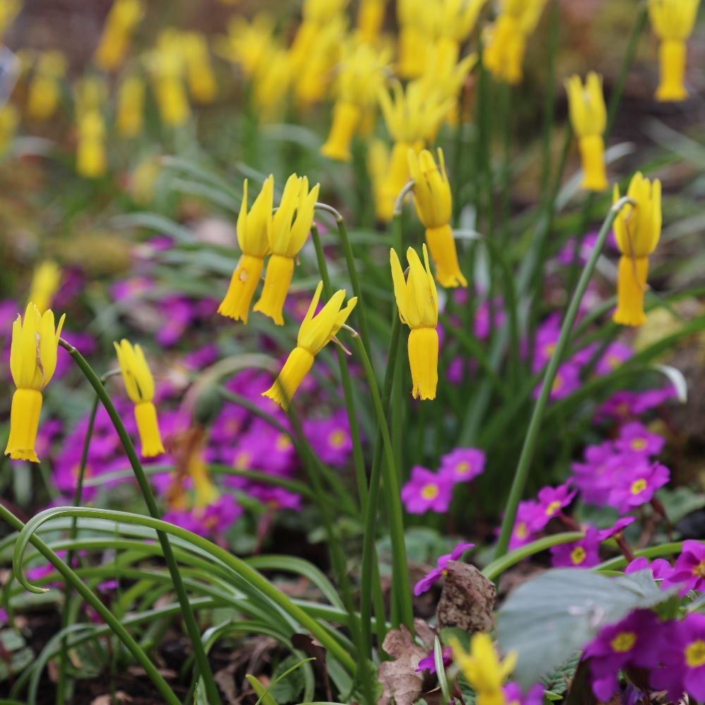 <i>Narcissus cyclamineus</i> 