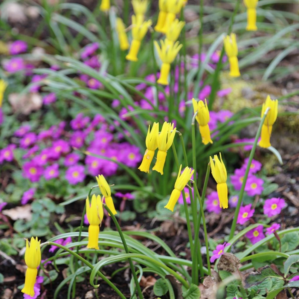 <i>Narcissus cyclamineus</i> 