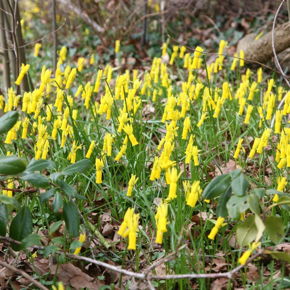 <i>Narcissus cyclamineus</i> 