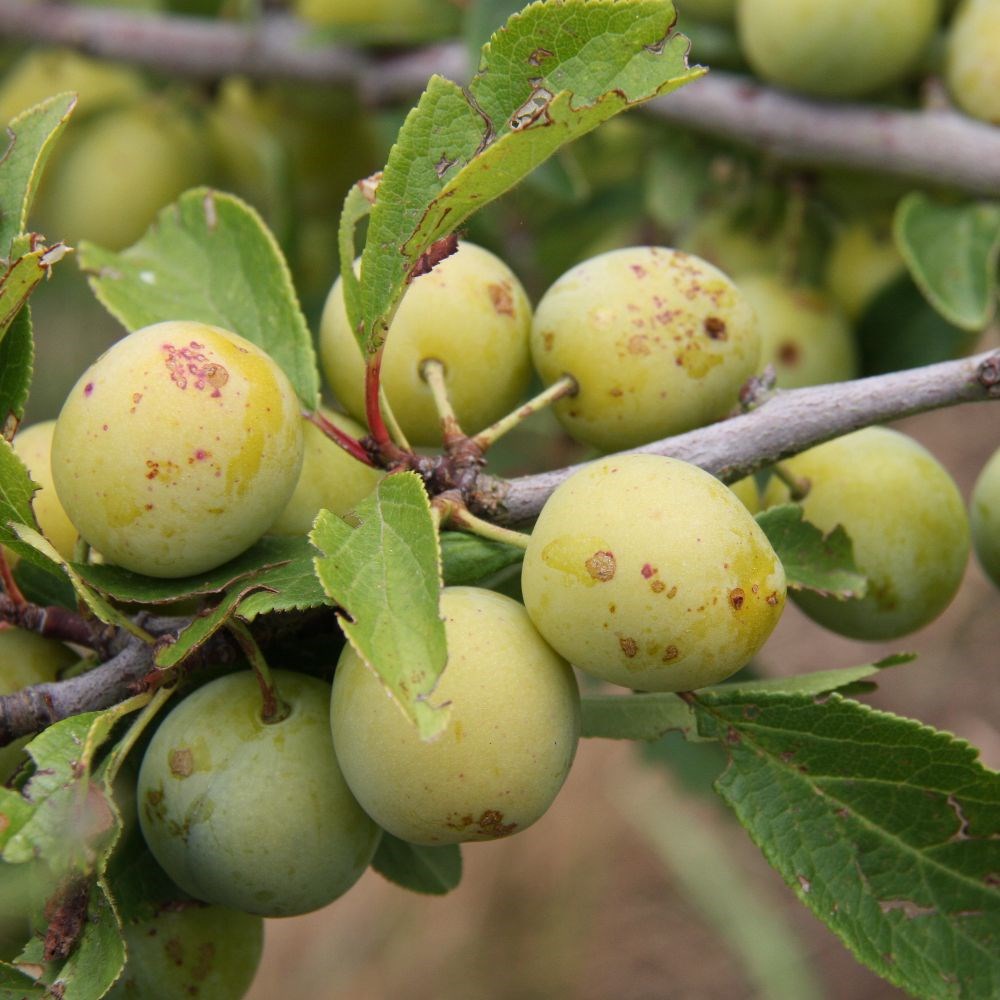 damson 'Mirabelle de Nancy'