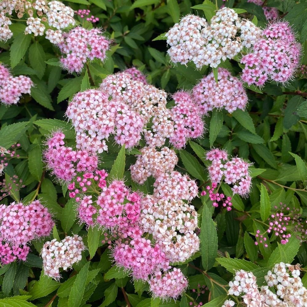 <i>Spiraea japonica</i> 'Genpei'