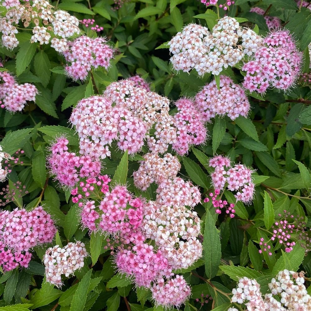<i>Spiraea japonica</i> 'Genpei'