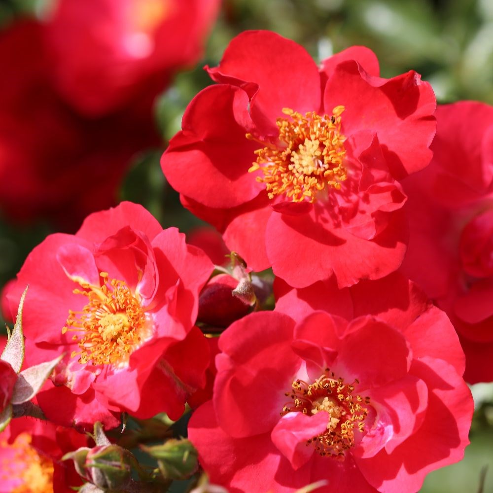 <i>Rosa</i> <b class=small-caps>Flower Carpet Sunset</b> ('Deseoo') (PBR) | Ground Cover Rose