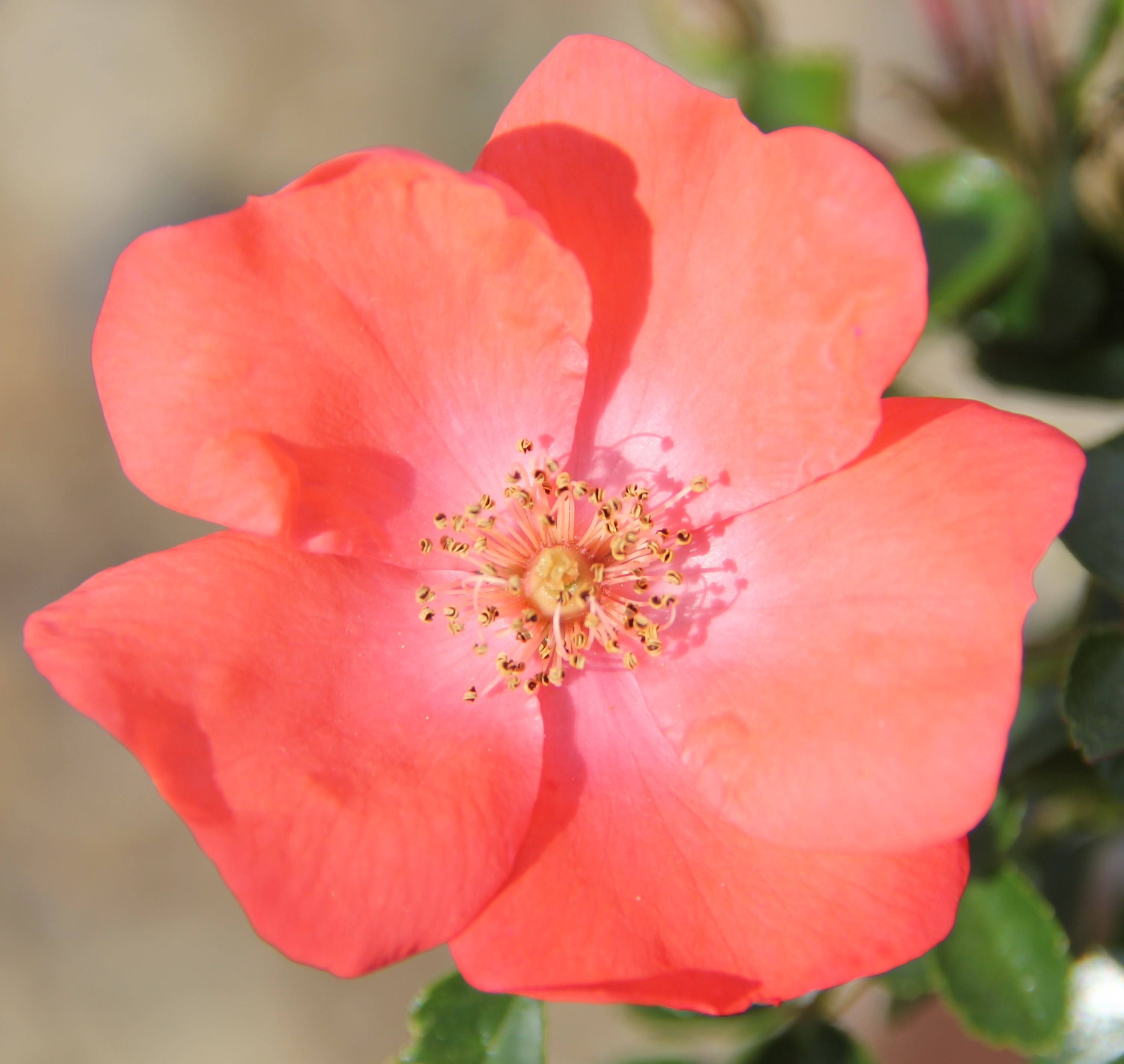 <i>Rosa</i> <b class=small-caps>Flower Carpet Sunset</b> ('Deseoo') (PBR) | Ground Cover Rose