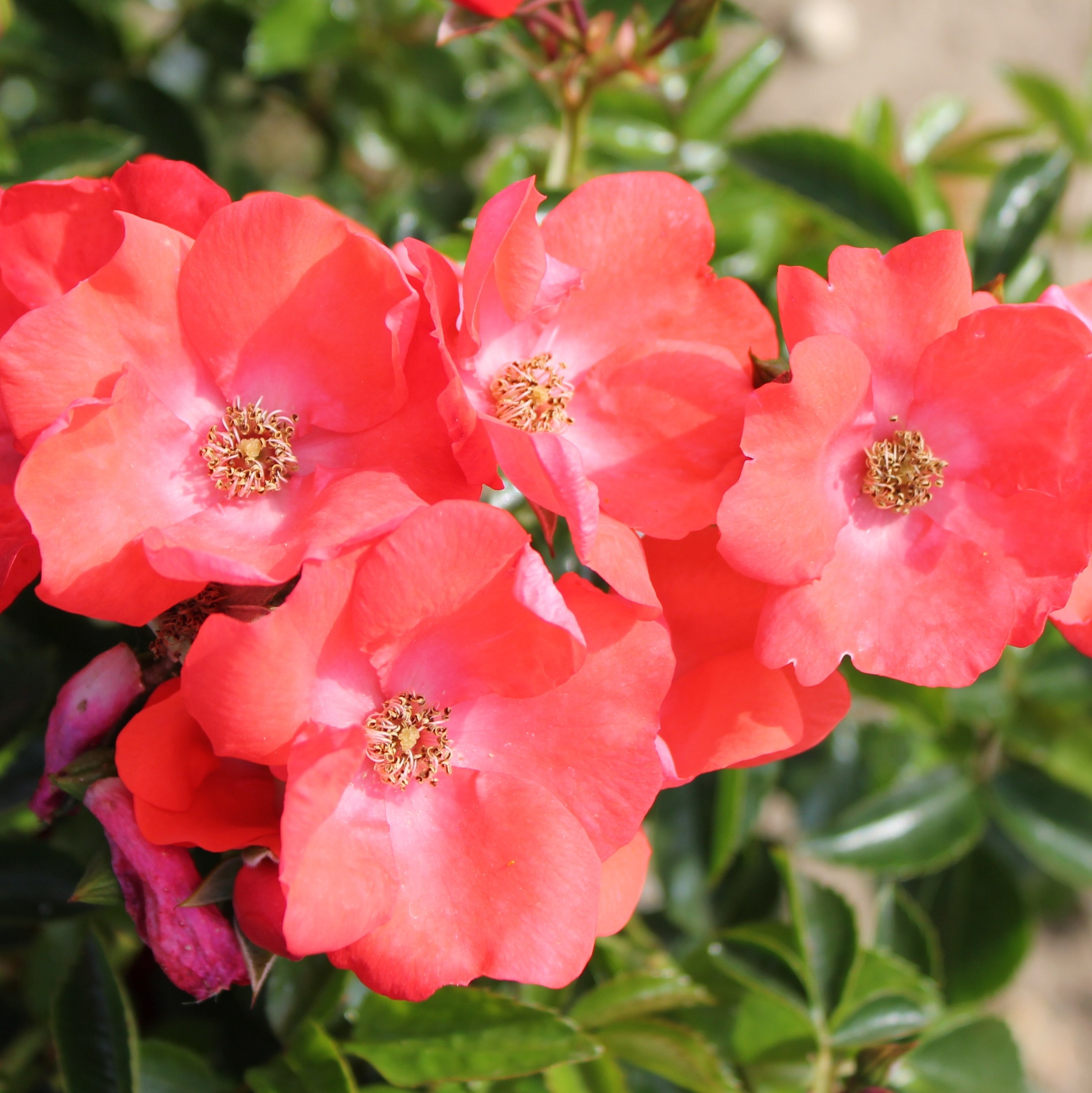 <i>Rosa</i> <b class=small-caps>Flower Carpet Sunset</b> ('Deseoo') (PBR) | Ground Cover Rose
