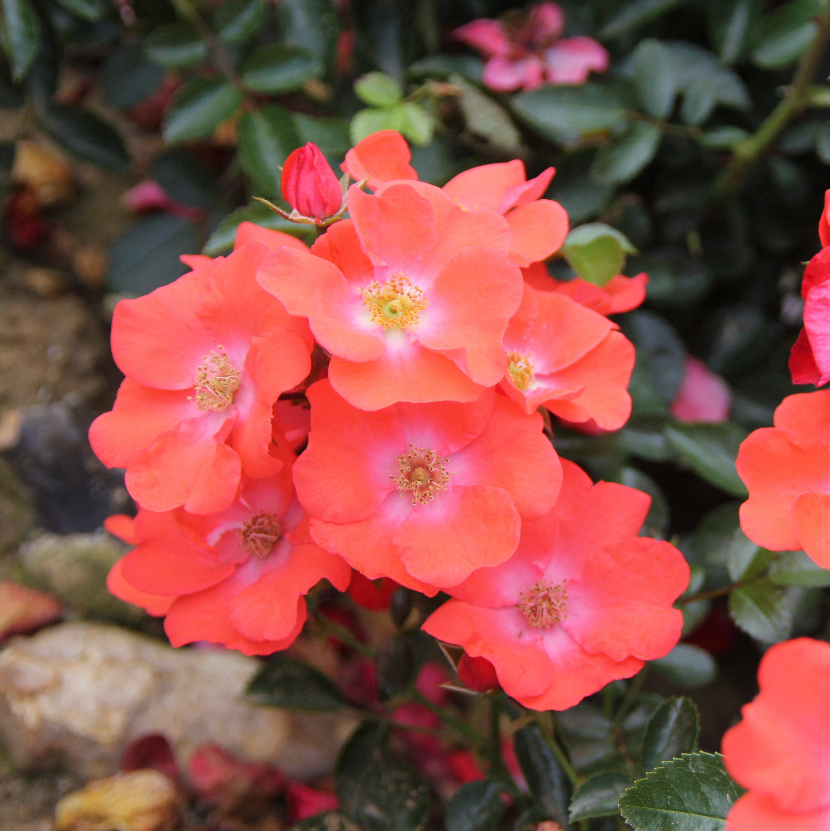 <i>Rosa</i> <b class=small-caps>Flower Carpet Sunset</b> ('Deseoo') (PBR) | Ground Cover Rose