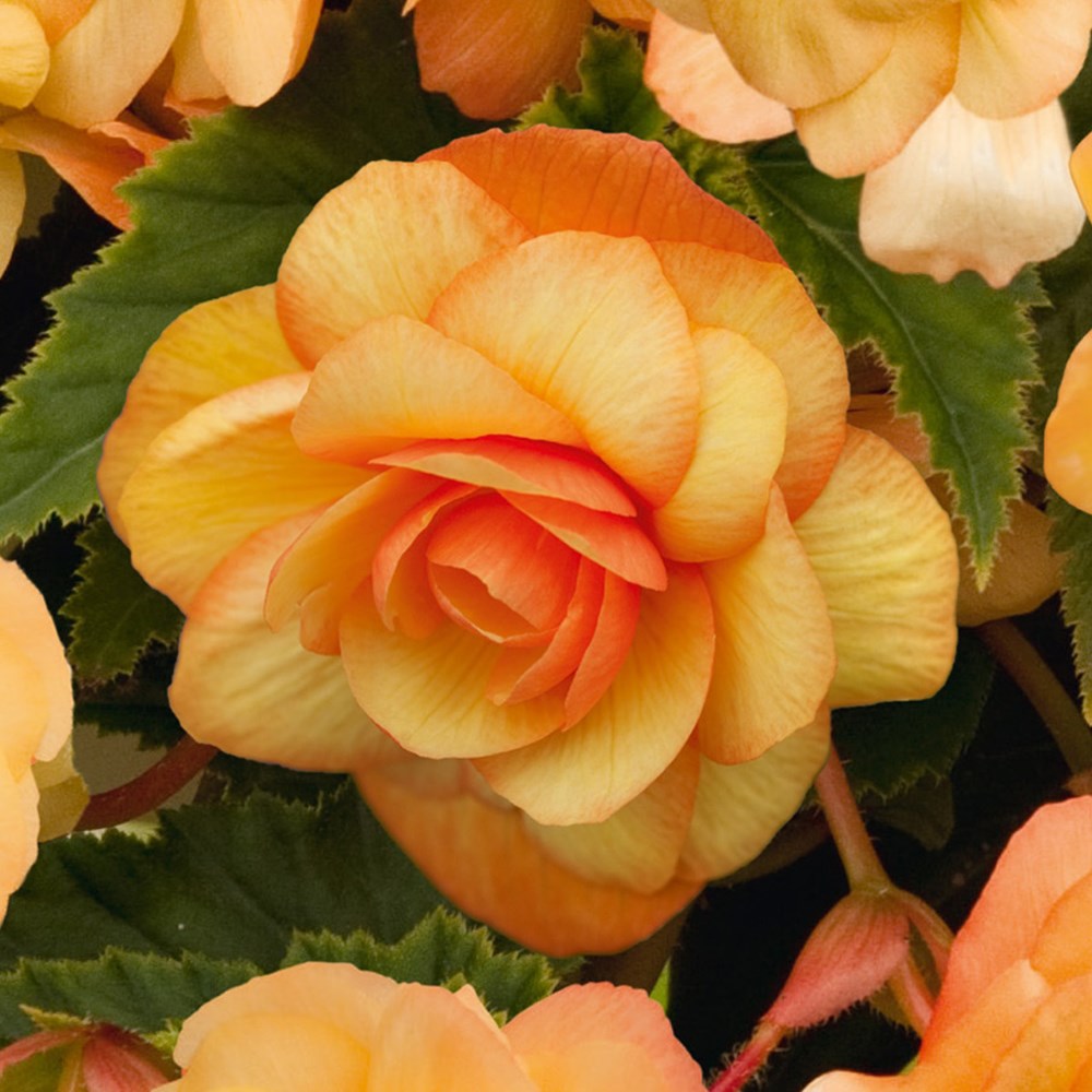 <i>Begonia</i> 'Illumination Apricot' (Illumination Series)