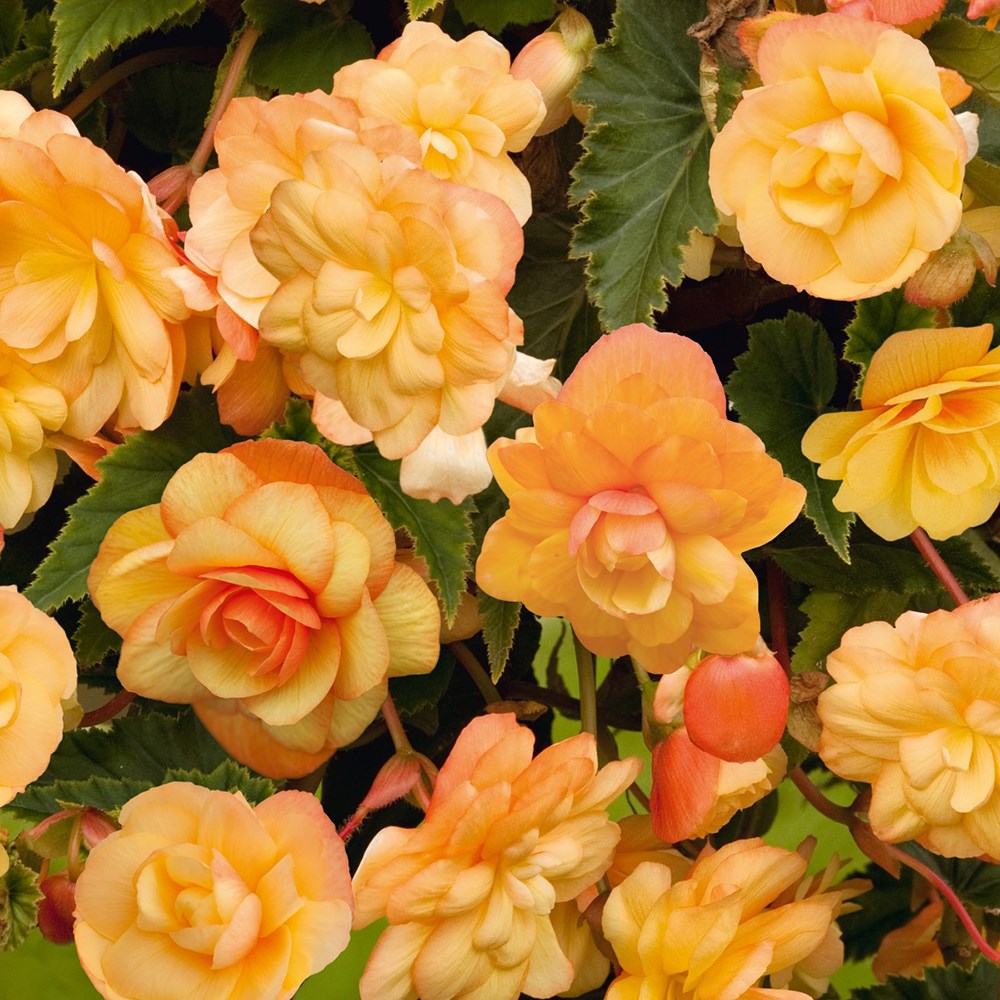 <i>Begonia</i> 'Illumination Apricot' (Illumination Series)