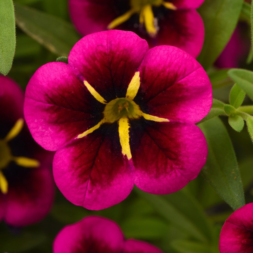 <i>Calibrachoa</i> (Cabaret Series)<b class=small-caps> Cabaret Goodnight Kiss</b> ('Balcabooni') (PBR)