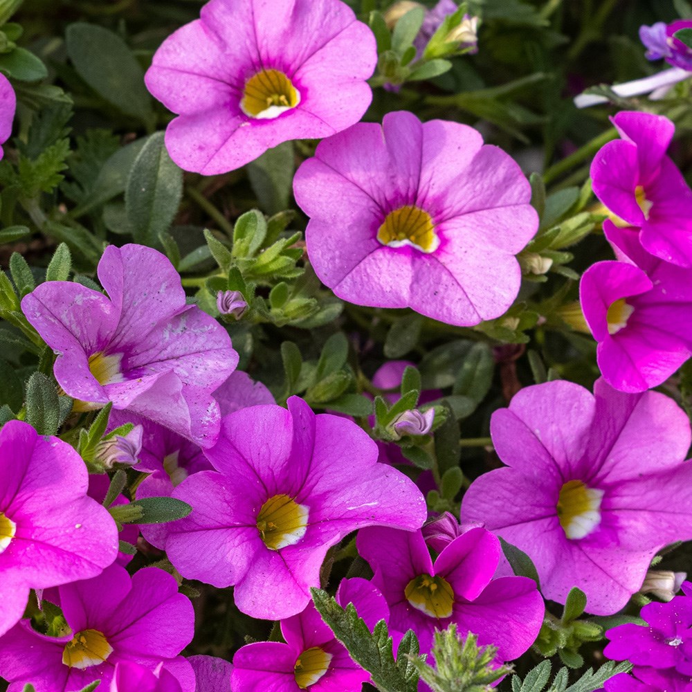 <i>Calibrachoa</i> 'Cabaret Early Pink' (Cabaret Series)