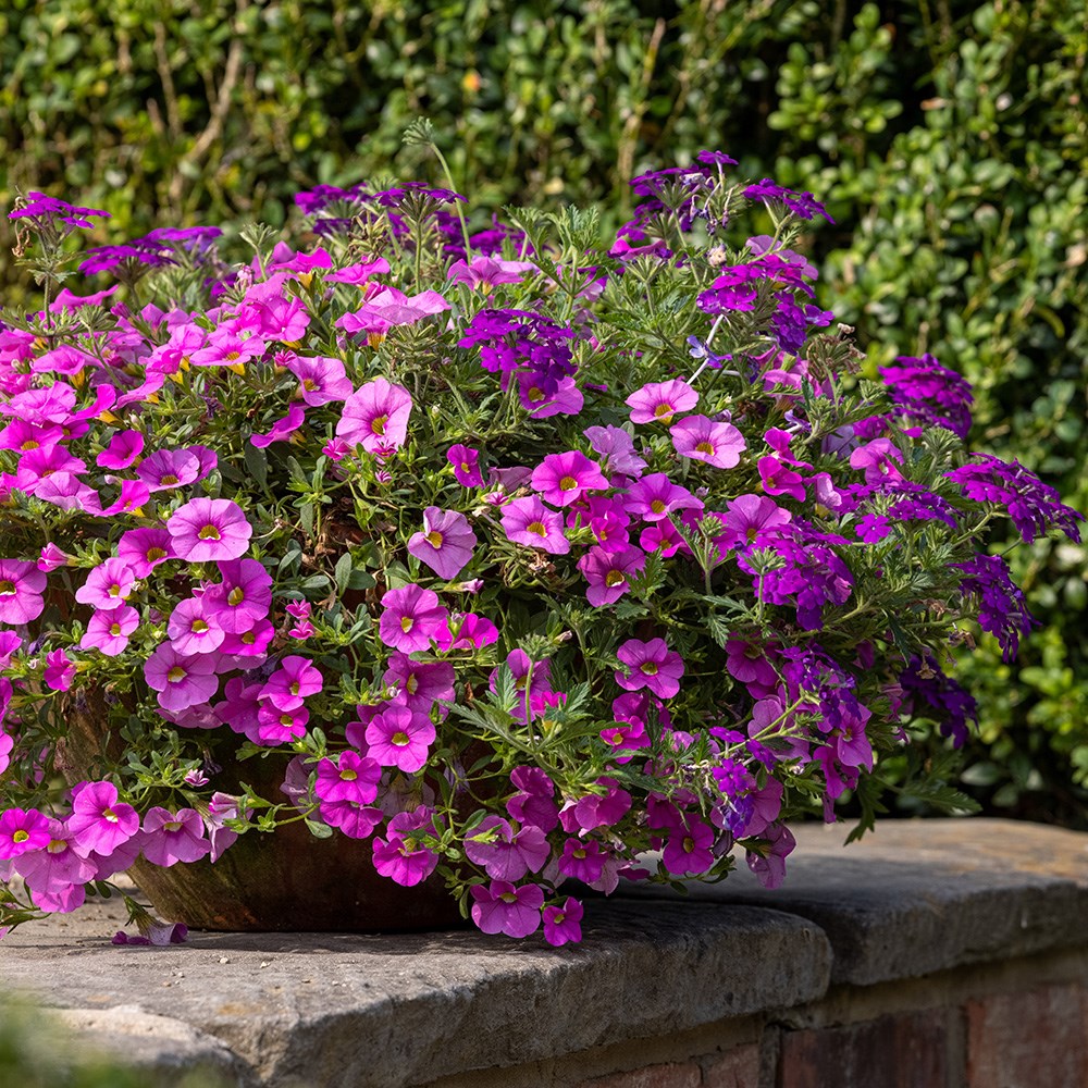 <i>Calibrachoa</i> 'Cabaret Early Pink' (Cabaret Series)