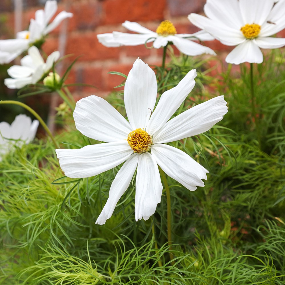 <i>Cosmos bipinnatus</i> <b class=small-caps>Sonata White</b> ('Pas1789') (Sonata Series)
