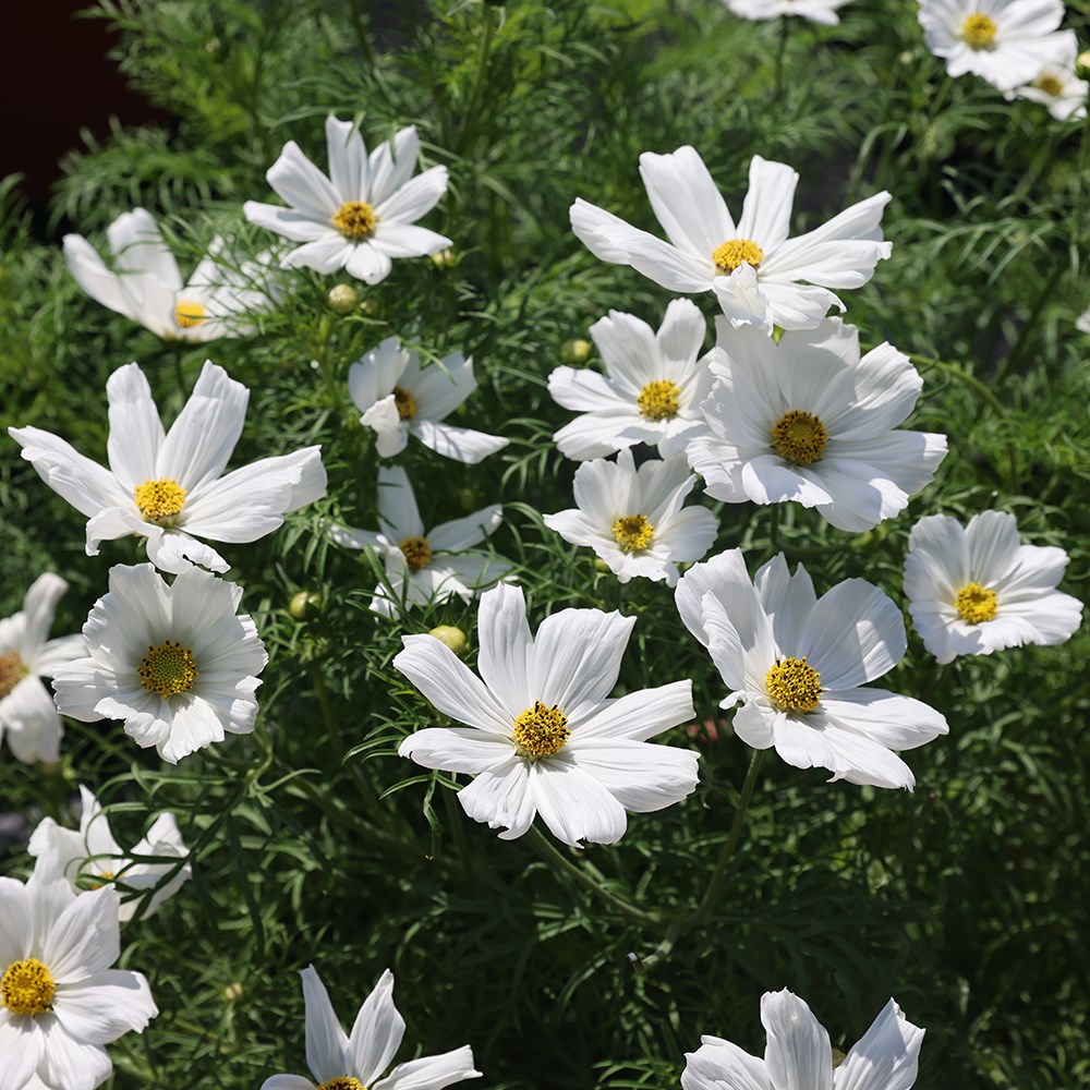 <i>Cosmos bipinnatus</i> <b class=small-caps>Sonata White</b> ('Pas1789') (Sonata Series)
