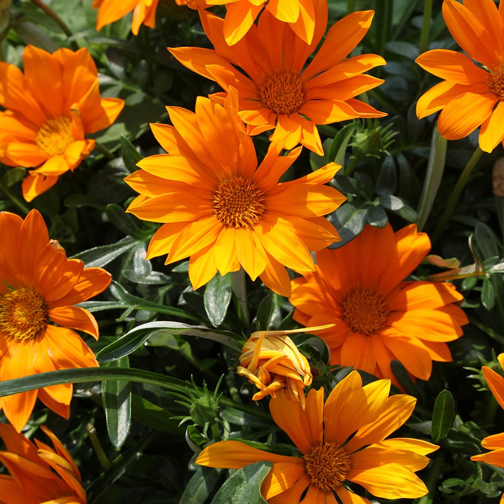 <i>Gazania</i> 'Daybreak Bright Orange' (Daybreak Series)