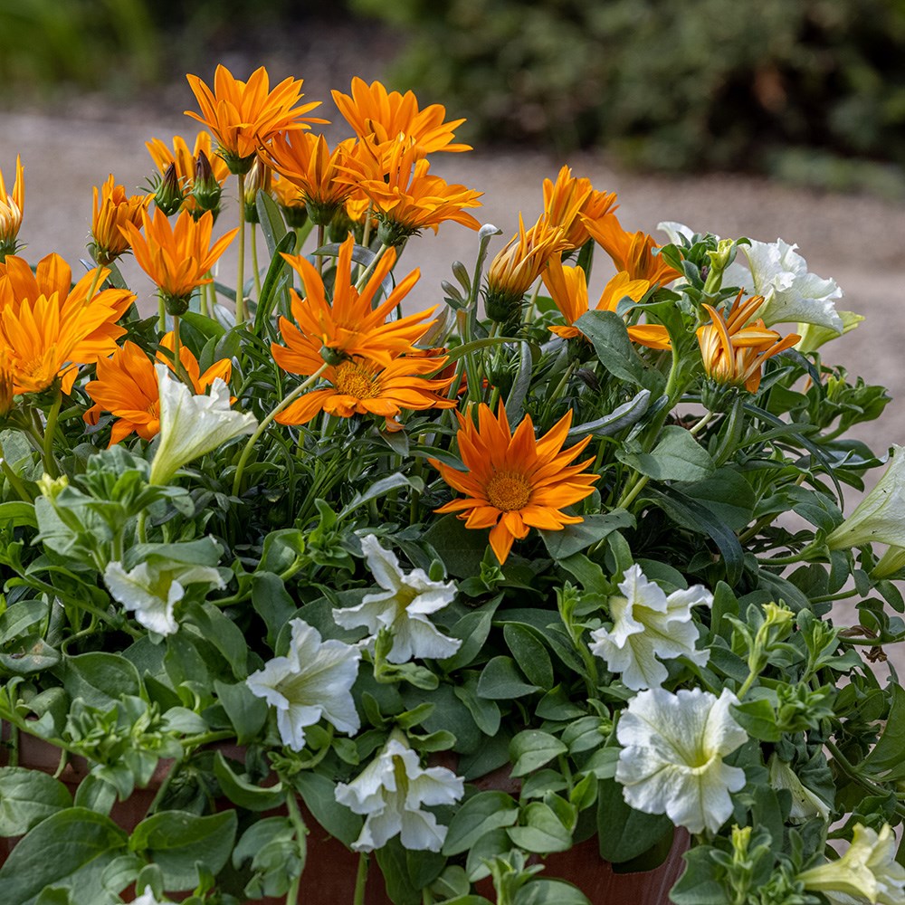 <i>Gazania</i> 'Daybreak Bright Orange' (Daybreak Series)