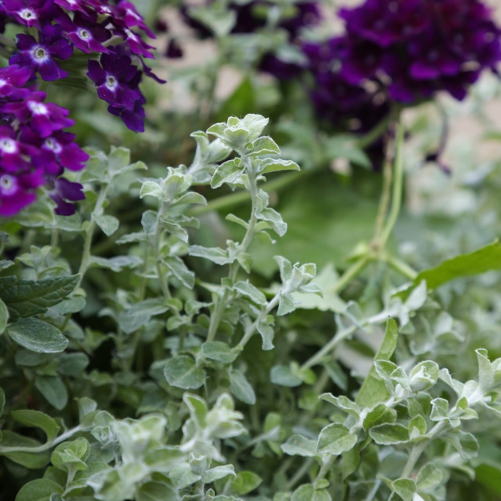 <i>Helichrysum</i> 'Silver Mist'