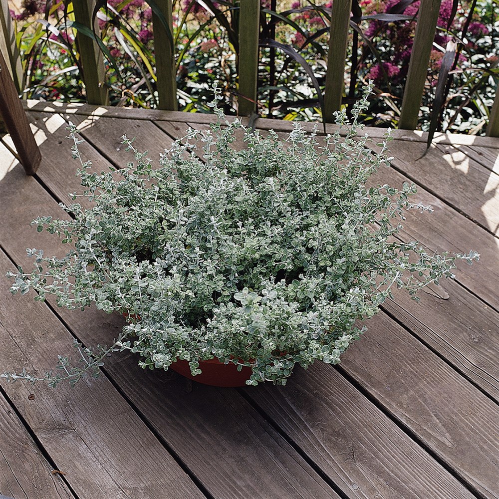 <i>Helichrysum</i> 'Silver Mist'