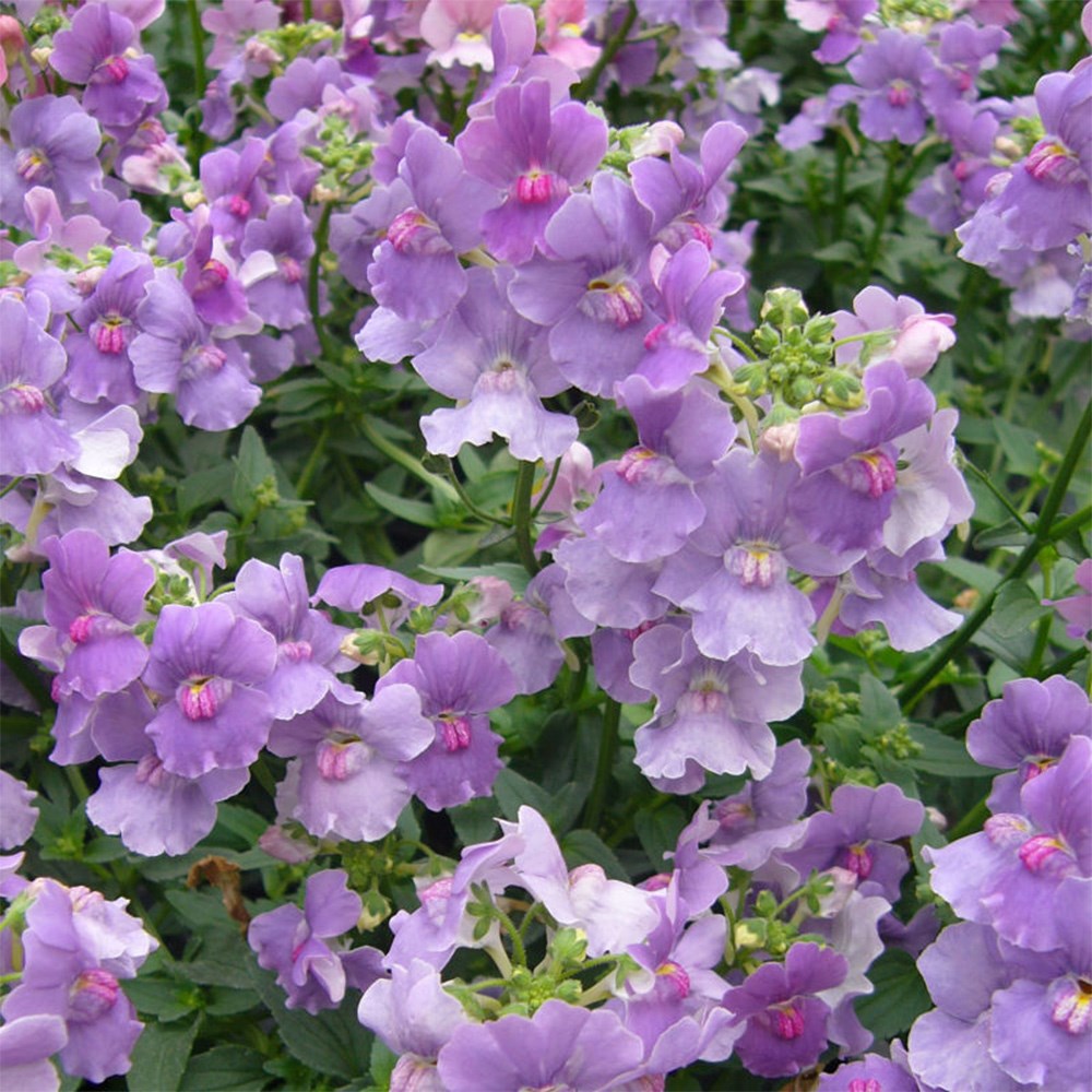 <i>Nemesia</i> 'Mirabelle'