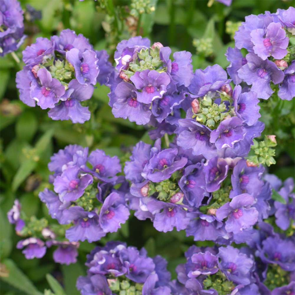 <I>Nemesia</i> <b class=small-caps>Myrtille</b> ('Fleurmyr') (PBR)