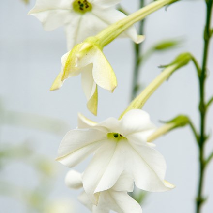 Nicotiana alata
