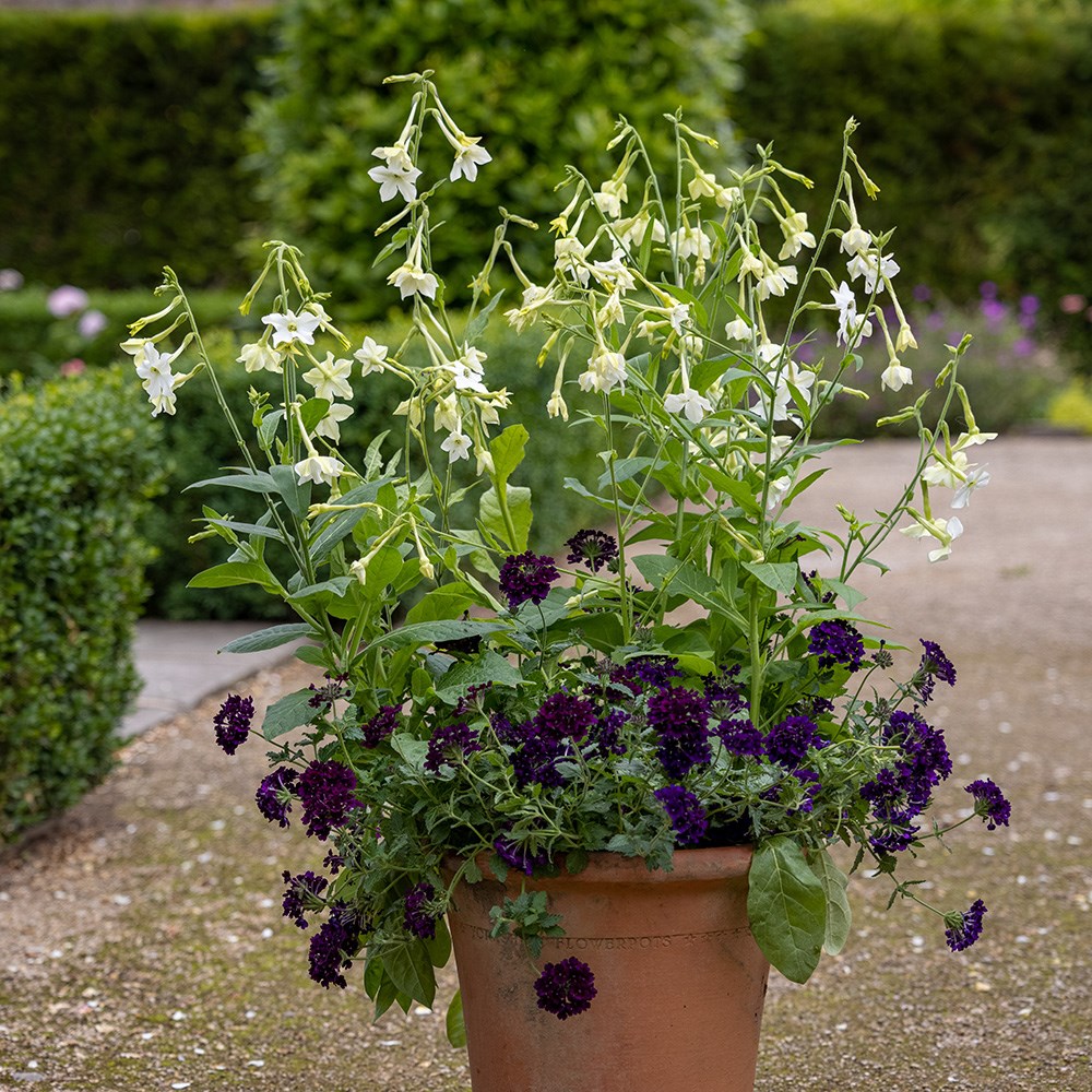 <i>Nicotiana alata</i> 
