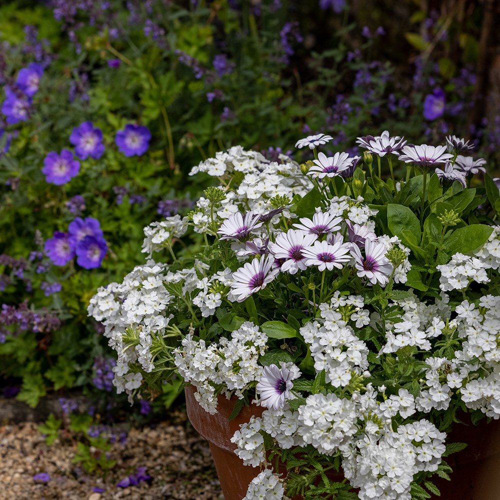 <I>Osteospermum</i> 'Akila White Purple Eye' (Akila Series)
