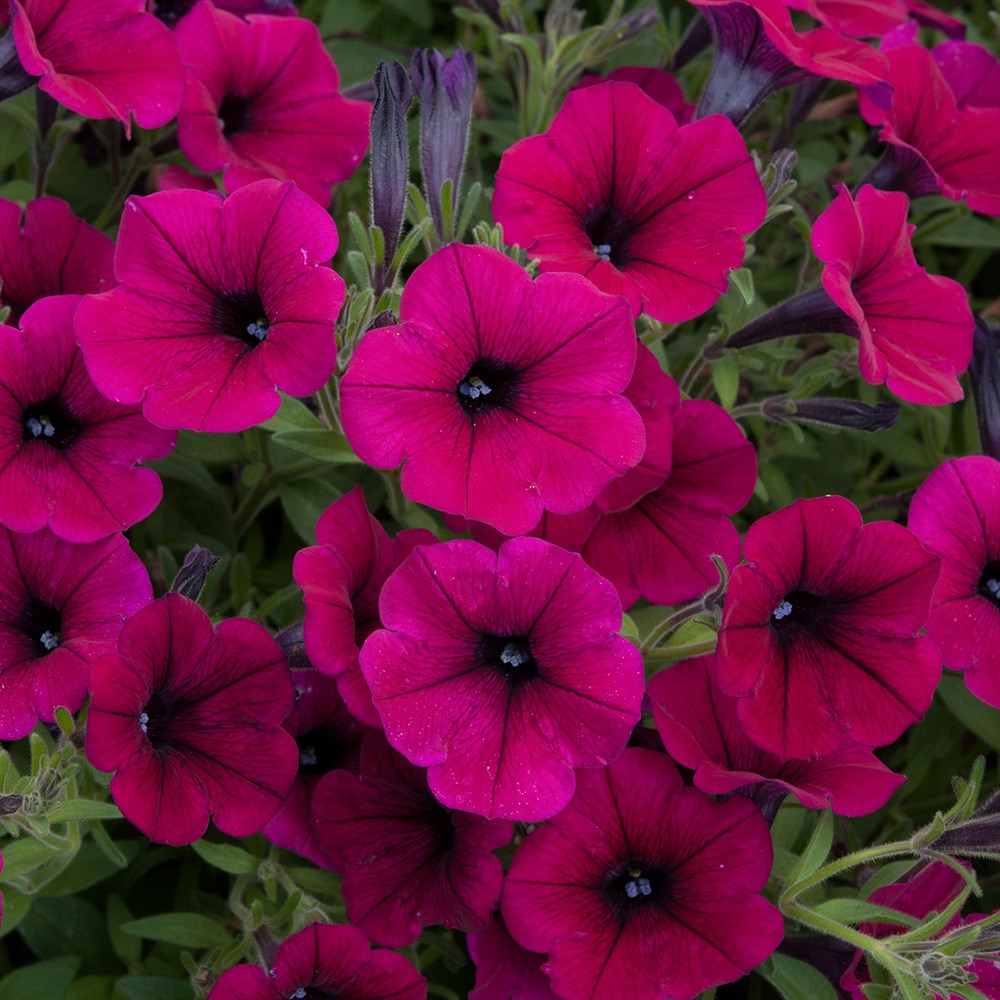 <i>Petunia </i> <b class=small-caps>Shock Wave Deep Purple</b> ('Pas933531')