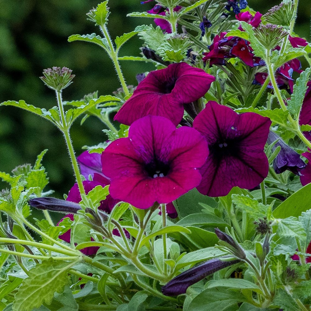 <i>Petunia </i> <b class=small-caps>Shock Wave Deep Purple</b> ('Pas933531')