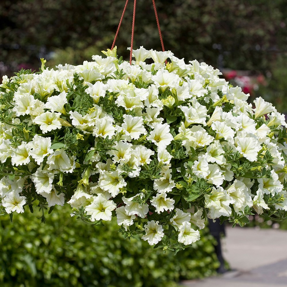 <i>Petunia</i> <b class=small-caps>Surfinia Lime</b> ('Keiyeul') (PBR) (Surfinia Series)