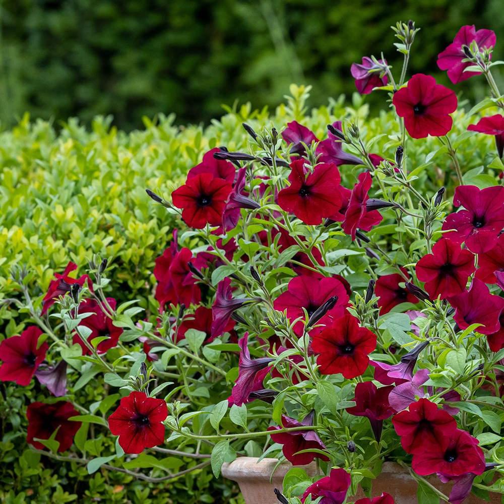 <i>Petunia</i> <b class=small-caps>Tidal Wave Red Velour</b> ('Pas1085269') (Tidal Wave Series)
