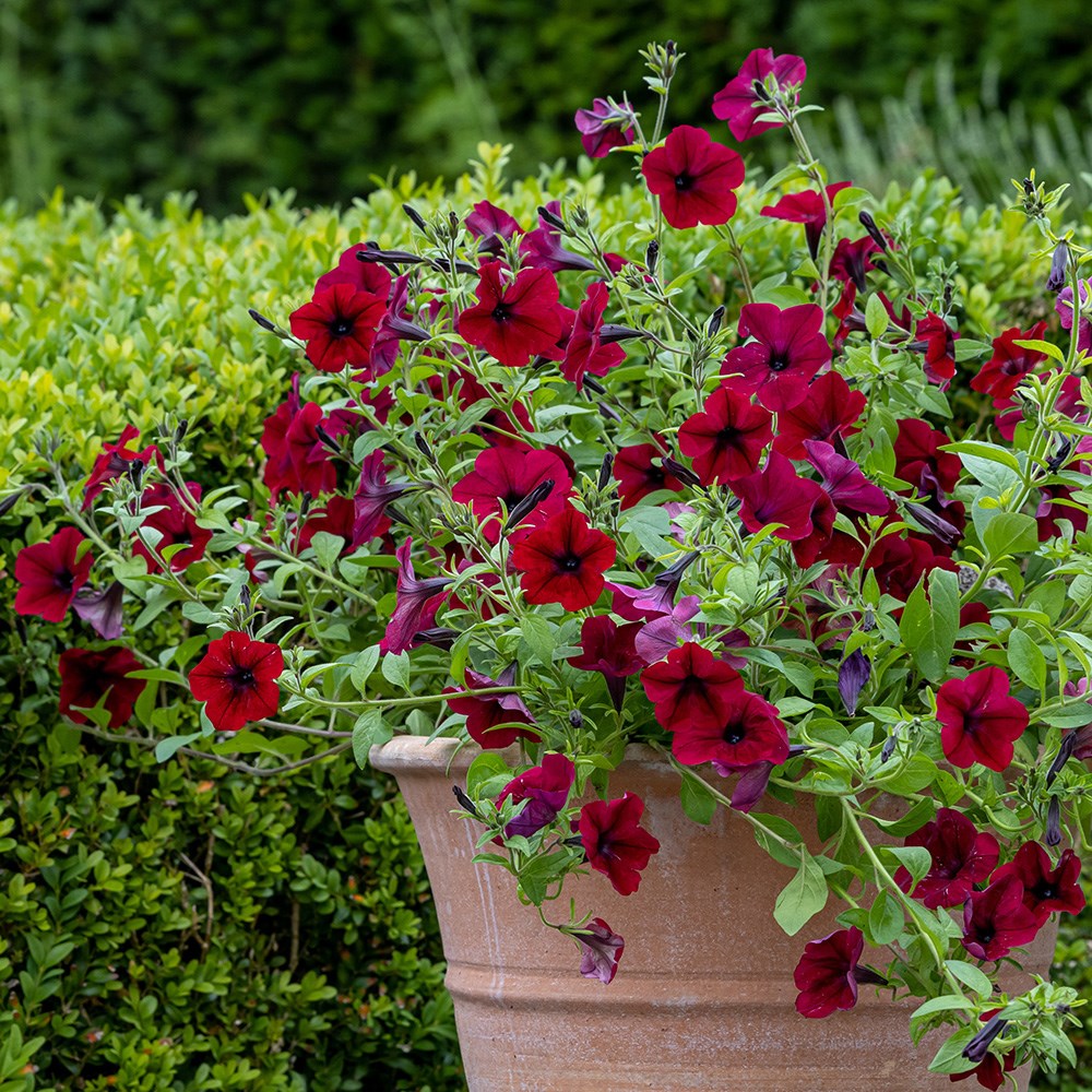 <i>Petunia</i> <b class=small-caps>Tidal Wave Red Velour</b> ('Pas1085269') (Tidal Wave Series)