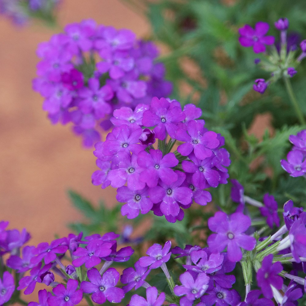 <i>Verbena</i> 'Enchantment Purple' (Enchantment Series)