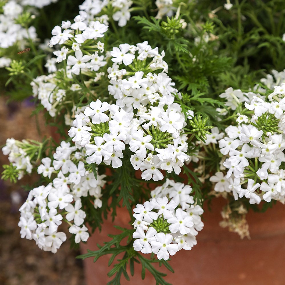 <i>Verbena</i> 'Enchantment White' (Enchantment Series)