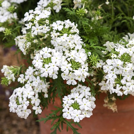 Verbena Enchantment White (Enchantment Series)