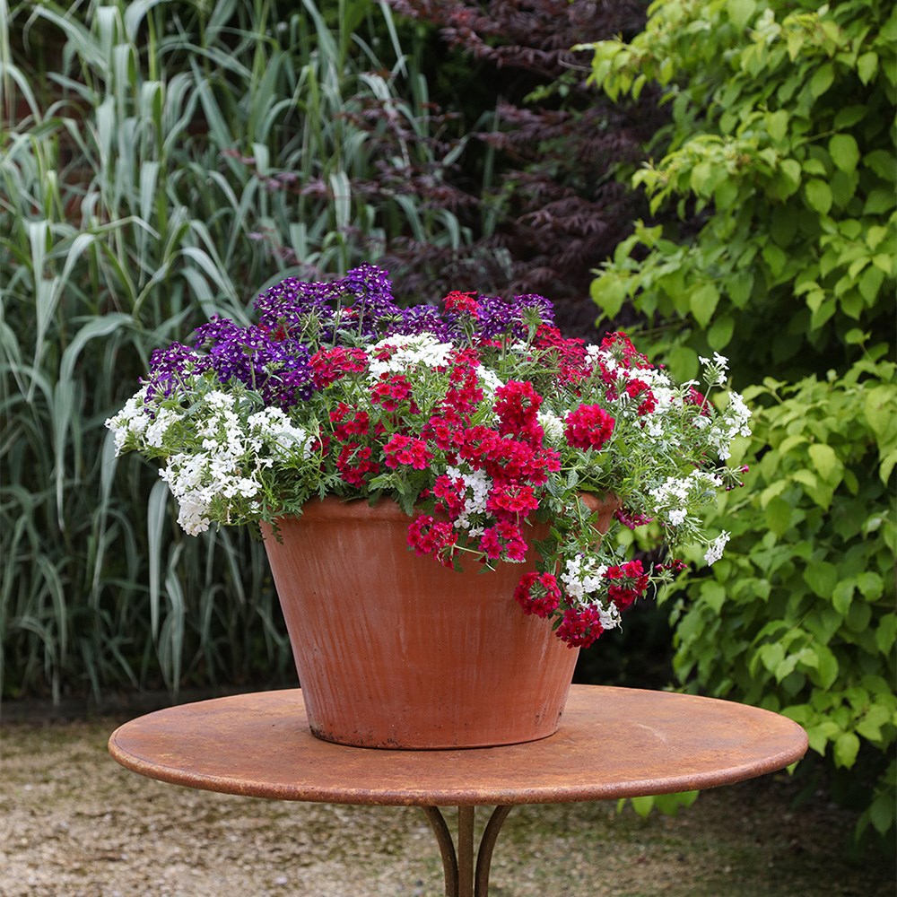 <i>Verbena</i> 'Enchantment White' (Enchantment Series)