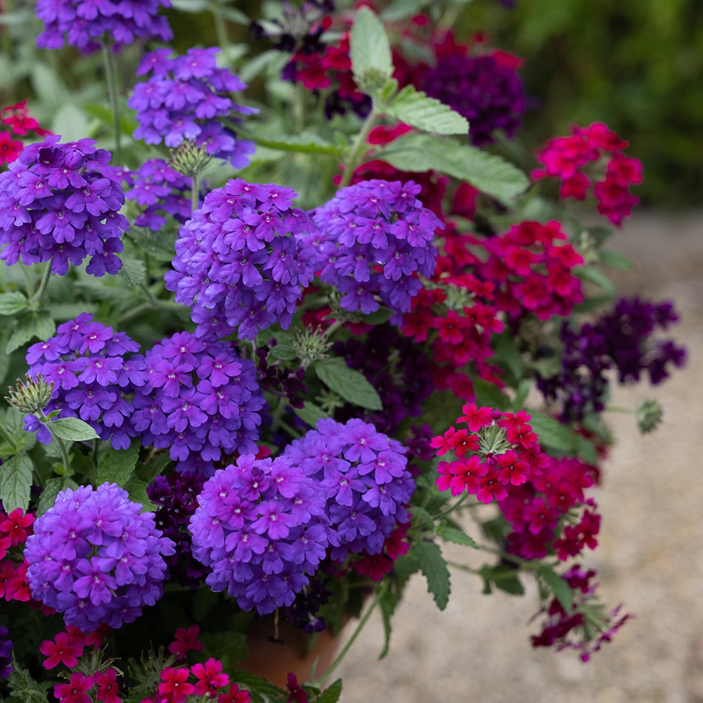 <i>Verbena</i> <b class=small-caps>Endurascape Dark Purple</b> ('Balendakle') 