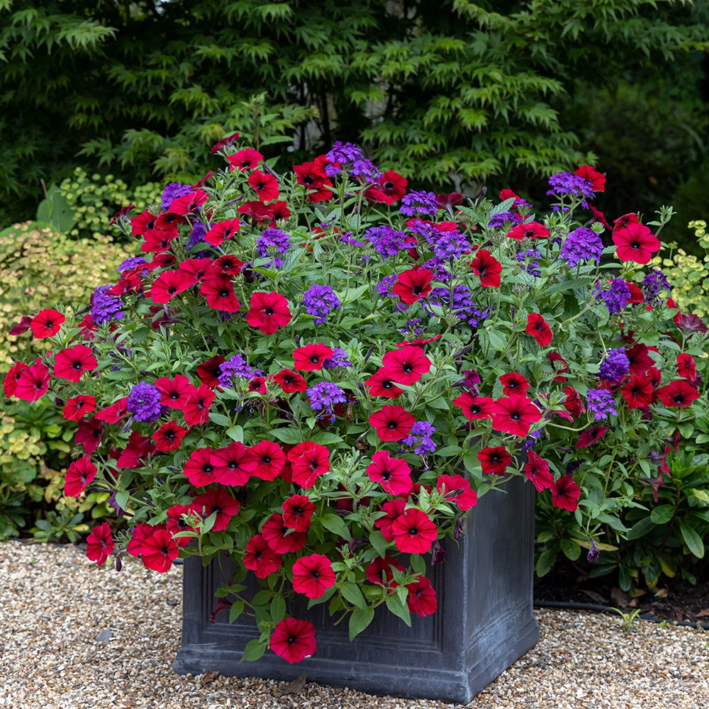 <i>Verbena</i> <b class=small-caps>Endurascape Dark Purple</b> ('Balendakle') 